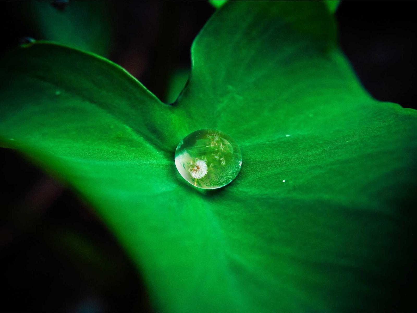 叶子上的一滴水